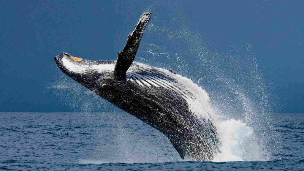Cientistas registraram baleia viajando mais de 15 mil quilômetros entre continentes. (Imagem: Getty Images via Canva)
