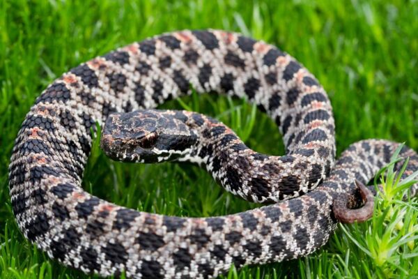 Fungo mortal e parasitas pulmonares ameaçam cascavéis e outras serpentes selvagens nos EUA. (Imagem: Getty Images via Canva)