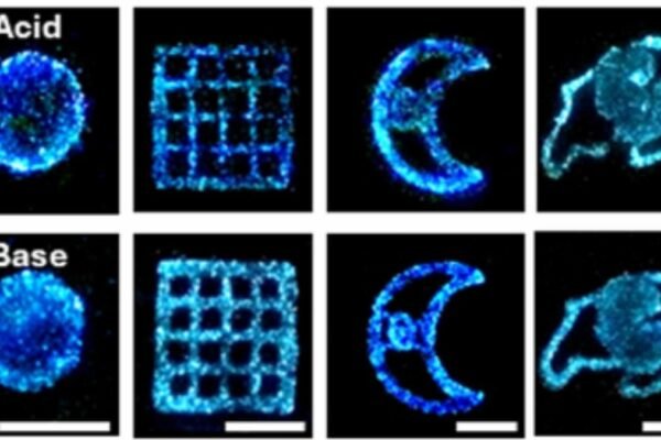 Estruturas impressas em 3D emitiram brilho mais intenso após estimulação química em ambiente ácido. (Imagem: Brachi et al., Sci. Adv.)