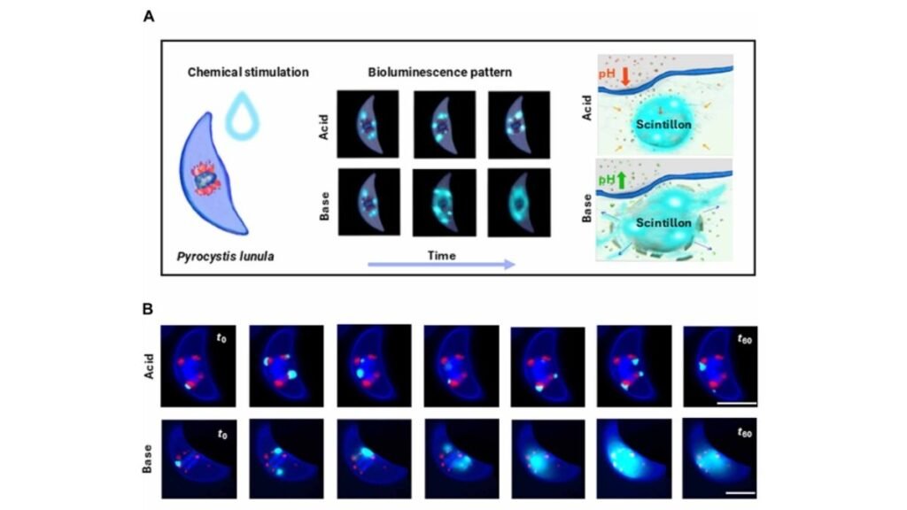 Estimulação química faz algas bioluminescentes emitirem luz azul intensa em diferentes condições de pH (Imagem: Brachi et al., Sci. Adv.)
