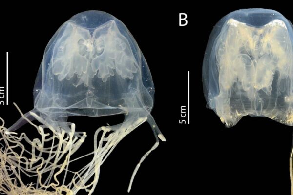 Nova água-viva venenosa quase invisível foi descoberta nas águas costeiras de Singapura. (Imagem: Universidade de Tohoku)