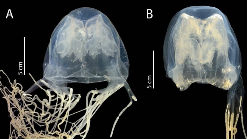 Nova água-viva venenosa quase invisível foi descoberta nas águas costeiras de Singapura. (Imagem: Universidade de Tohoku)