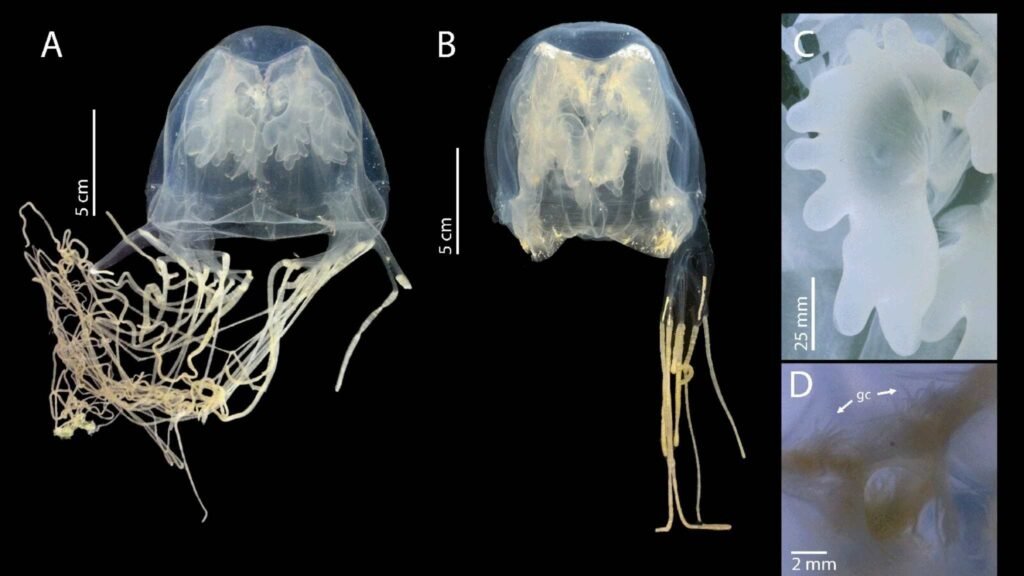 Cubomedusa recém-identificada preocupa cientistas devido ao veneno extremamente potente. (Imagem: Universidade de Tohoku)
