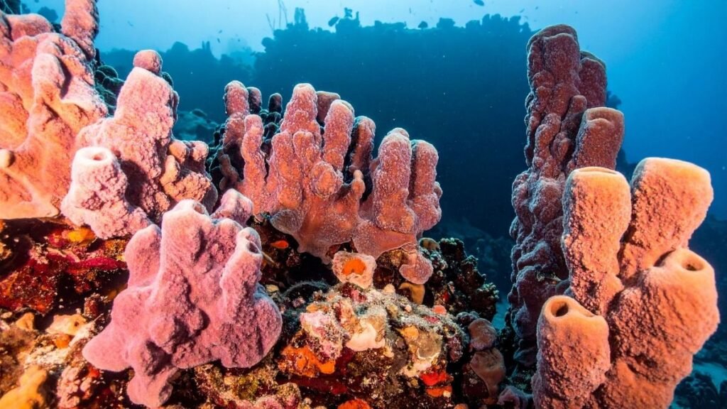 Cientistas buscam fortalecer recifes usando corais adaptados às temperaturas extremas do mar. (Imagem: TrueCreatives via Canva)
