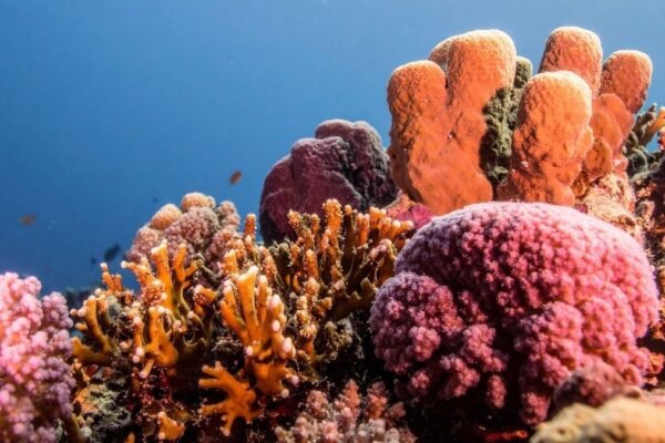 Corais resistentes ao calor podem ajudar recifes sobreviverem ao aquecimento crescente dos oceanos. (Imagem: TrueCreatives via Canva)
