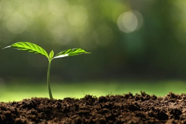 Mudanças climáticas podem levar milhares de espécies vegetais à extinção neste século. (Imagem: Getty Images via Canva)