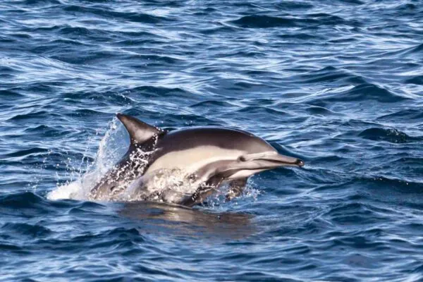 DNA presente na água do mar revela saúde genética de populações de golfinhos. (Imagem: Getty Images via Canva)