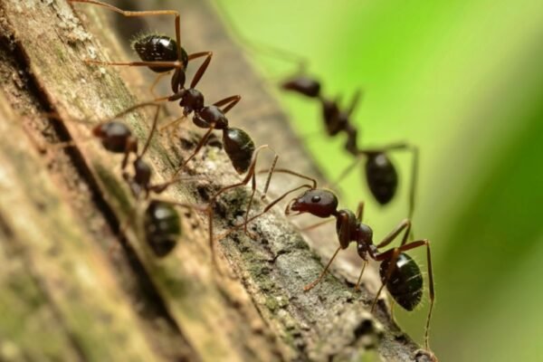 Formigas amputam membros para evitar infecções e salvar a colônia (Imagem: Zoe Angelica's Images via Canva)
