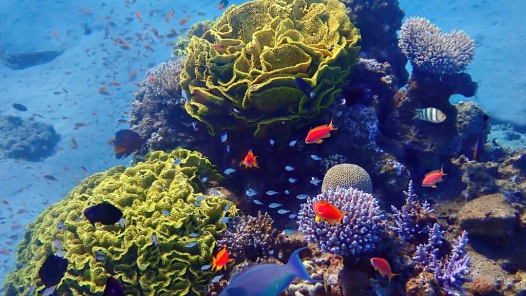 Nova IA identifica algas calcárias essenciais para preservar biodiversidade e equilíbrio climático marinho. (Imagem: Getty Images via Canva)
