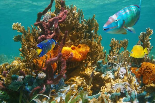 Inteligência artificial brasileira ajuda a proteger ecossistemas marinhos ameaçados no fundo do oceano. (Imagem: Getty Images via Canva)