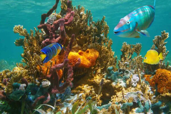 Inteligência artificial brasileira ajuda a proteger ecossistemas marinhos ameaçados no fundo do oceano. (Imagem: Getty Images via Canva)