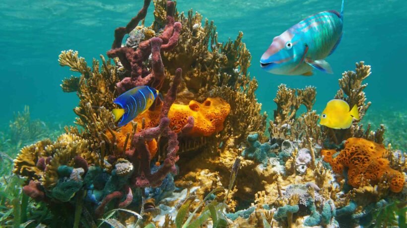 Inteligência artificial brasileira ajuda a proteger ecossistemas marinhos ameaçados no fundo do oceano. (Imagem: Getty Images via Canva)