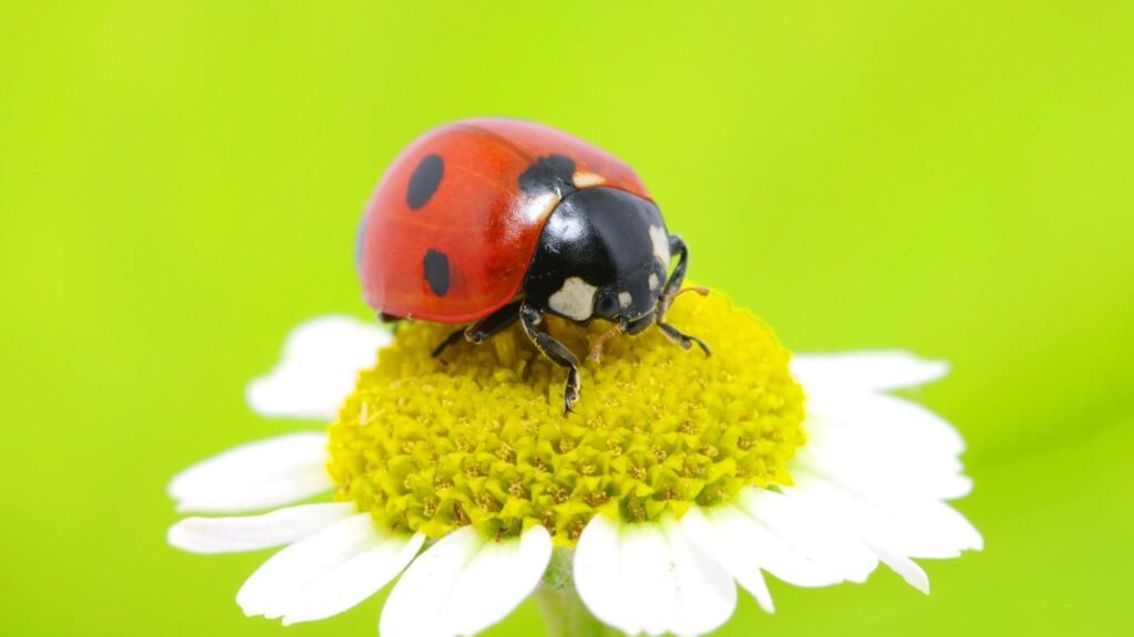 Controle biológico com joaninhas ganha força como alternativa sustentável contra insetos-praga. (Imagem: Getty Images via Canva)
