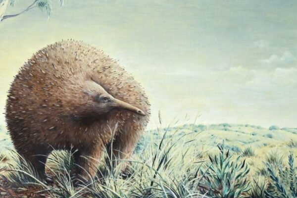 Fóssil reanalisado revela detalhes inéditos de mamífero gigante pré-histórico (Imagem: Museums Victoria/ Chris Edser)