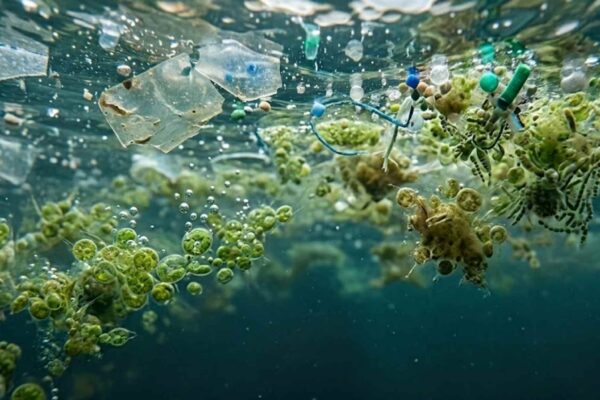 Microplásticos ameaçam algas oceânicas responsáveis por grande parte da absorção global de carbono (Imagem: Fala Ciência via Gemini)