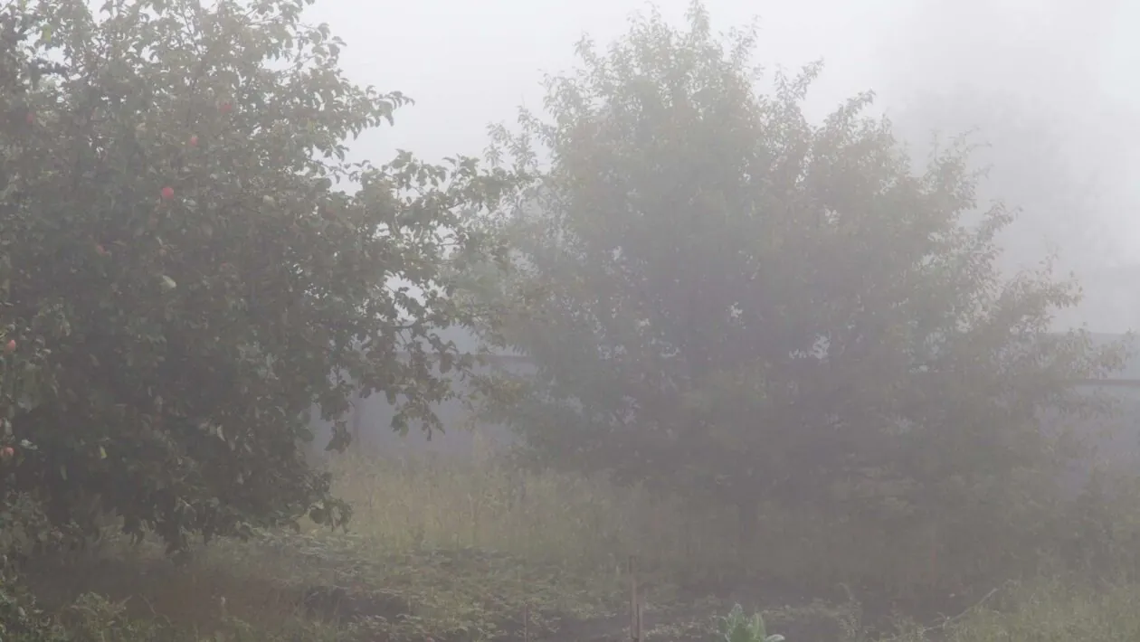 Bactérias vivendo na neblina ajudam a remover toxinas perigosas presentes na atmosfera. (Imagem: Getty Images via Canva)