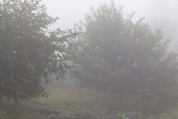Bactérias vivendo na neblina ajudam a remover toxinas perigosas presentes na atmosfera. (Imagem: Getty Images via Canva)