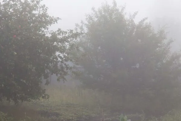 Bactérias vivendo na neblina ajudam a remover toxinas perigosas presentes na atmosfera. (Imagem: Getty Images via Canva)