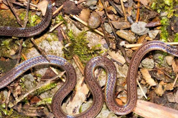 Nova cobra descoberta na China usa a cauda para confundir predadores. (Imagem: Qi, Nguyen, J. Wang, Zeng, Shi, Xu, Song, Zhong Huang, Mo, Poyarkov & Y.-Y. Wang, 2026)