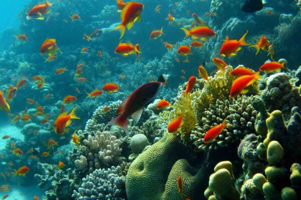 Oceanos mais ácidos estão reduzindo cardumes e alterando comportamento social de peixes recifais. (Imagem: Getty Images via Canva)