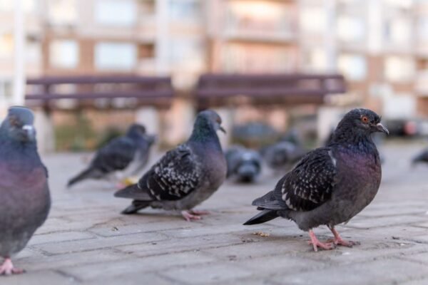Aves urbanas reagiram de forma inesperada durante experimento científico em cinco países europeus. (Imagem: Getty Images via Canva)