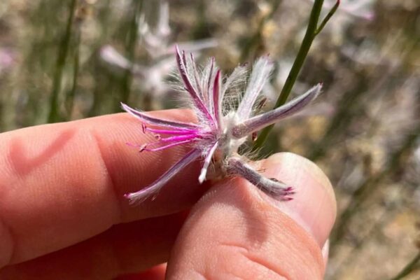 Planta desaparecida há décadas reapareceu graças a uma simples foto em aplicativo. (Imagem: iNaturalist)