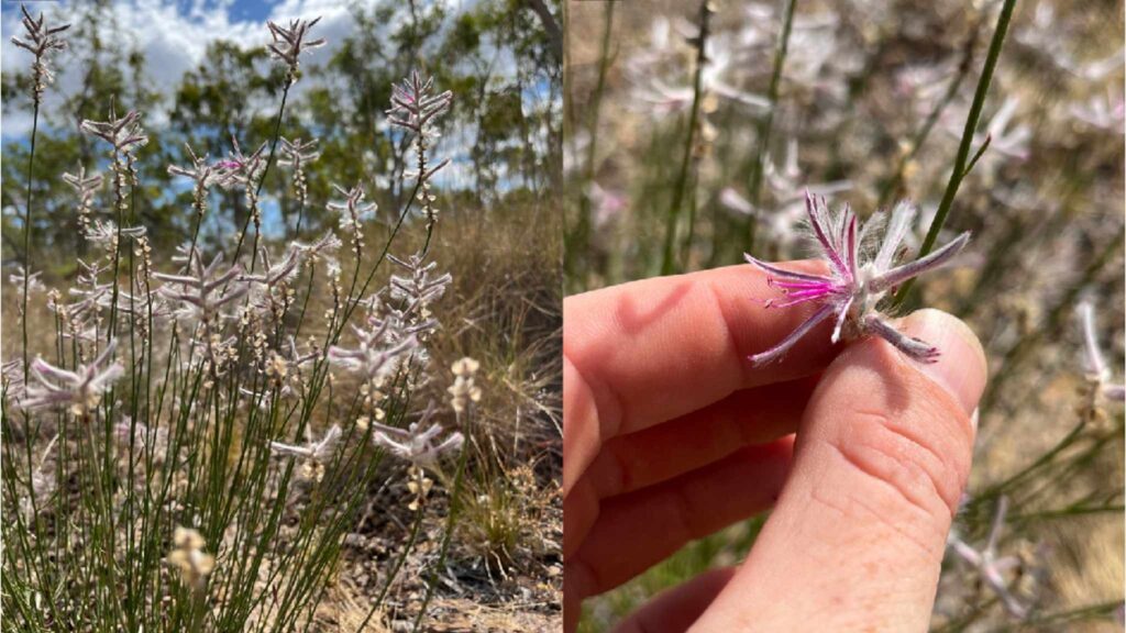Primeiras imagens registradas em campo mostram flores e caules delicados do raro Ptilotus senarius. (Imagem: Thomas Mesaglio, Anthony R. Bean, Aaron Bean. Australian Journal of Botany , 2026)
