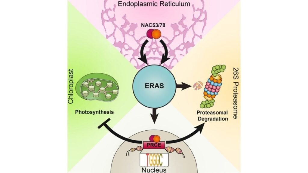 Sob estresse, plantas priorizam limpeza celular em vez de produzir energia (Imagem: Langin et al., 2026, Molecular Cell)
