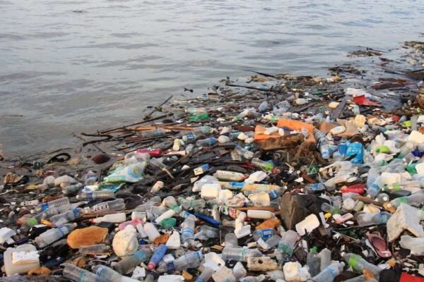 Poluição dos oceanos ameaça vida marinha e pode chegar ao seu prato (Imagem: Getty Images via Canva)