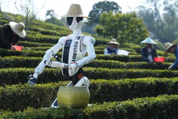 Robôs humanoides já trabalham em plantações reais e transformam o futuro da agricultura. (Imagem: China Science/ X)