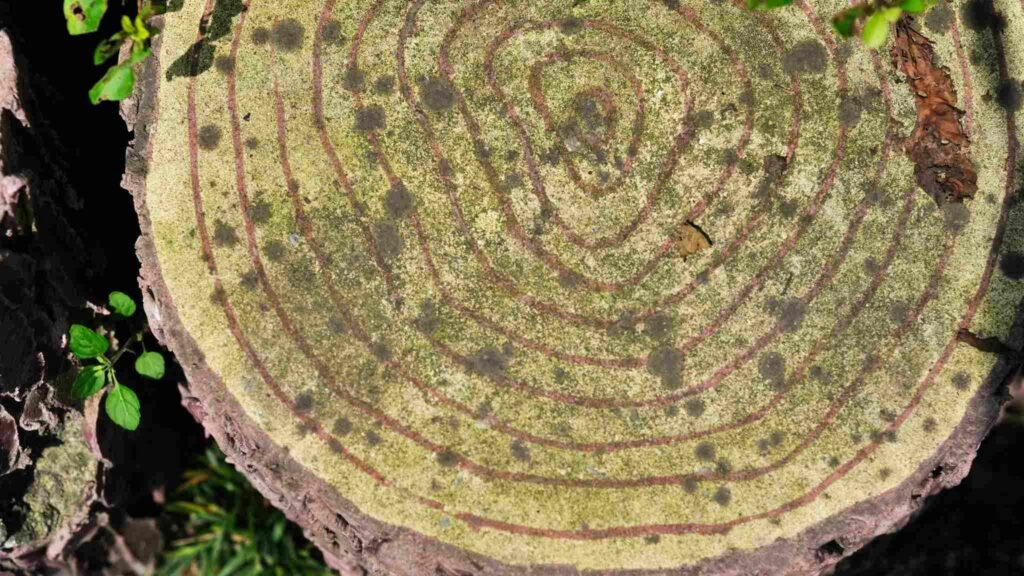 Árvores antigas ajudaram cientistas a descobrir uma tempestade solar extrema esquecida pela história. (Imagem: Getty Images via Canva)