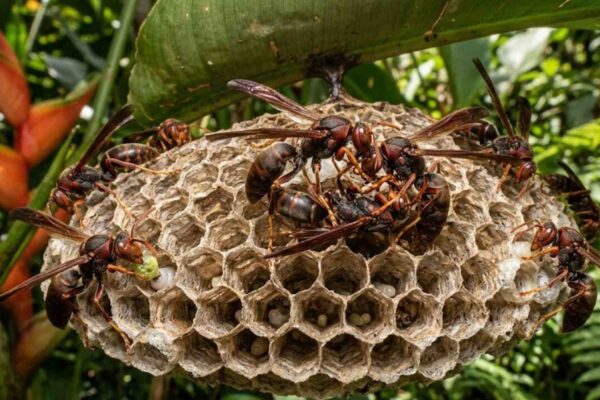 Sem rainha, vespas entram em guerra enquanto ajudantes mantêm colônia viva silenciosamente. (Imagem: Fala Ciência via Gemini)