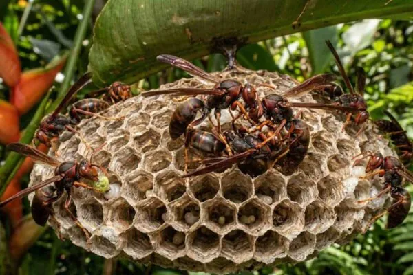 Sem rainha, vespas entram em guerra enquanto ajudantes mantêm colônia viva silenciosamente. (Imagem: Fala Ciência via Gemini)