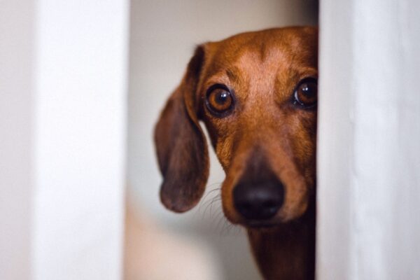 Tremores e medo podem indicar ansiedade canina. (Foto: Getty Images via Canva)