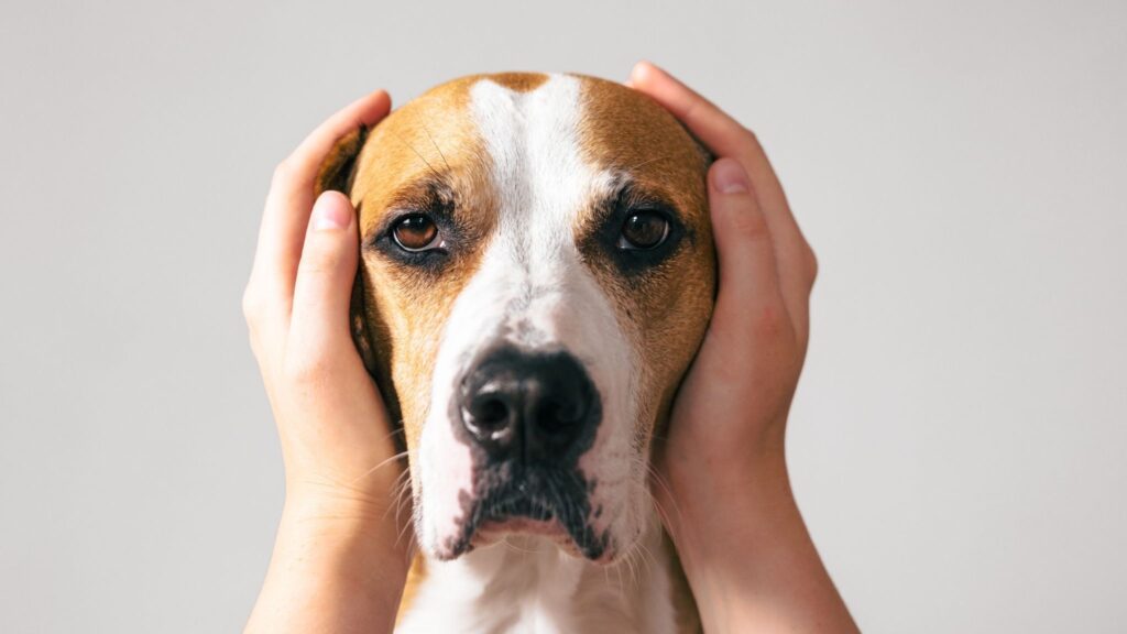 Sinais de ansiedade em cães passam despercebidos. (Foto: Valeria Boiko via Canva)