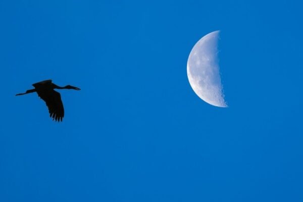 Aves noturnas dependem da luz da lua para caçar e sobreviver (Imagem: Getty Images via Canva)