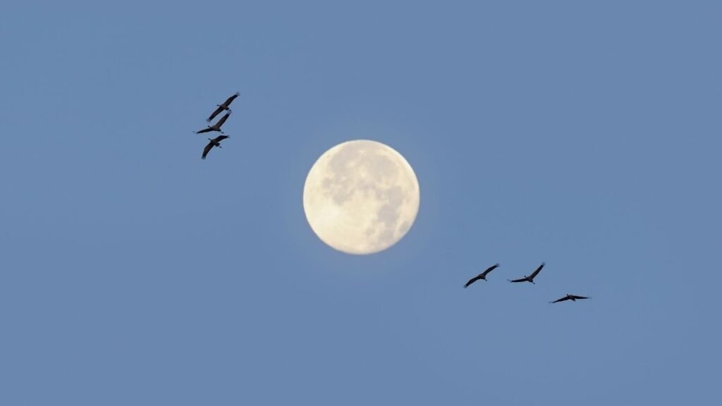 Ciclo lunar influencia migração, alimentação e reprodução de aves (Imagem: Getty Images via Canva)
