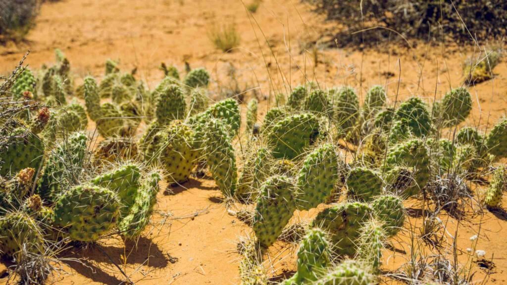 Cactos estão criando novas espécies muito mais rápido do que pesquisadores imaginavam. (Imagem: Getty Images via Canva)
