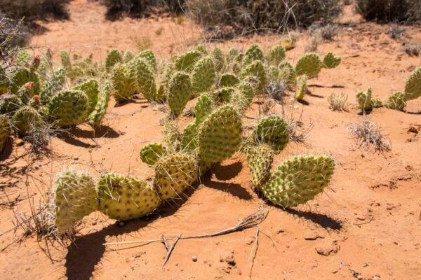 Cientistas descobriram que flores impulsionam evolução acelerada dos cactos nos desertos. (Imagem: Getty Images via Canva)