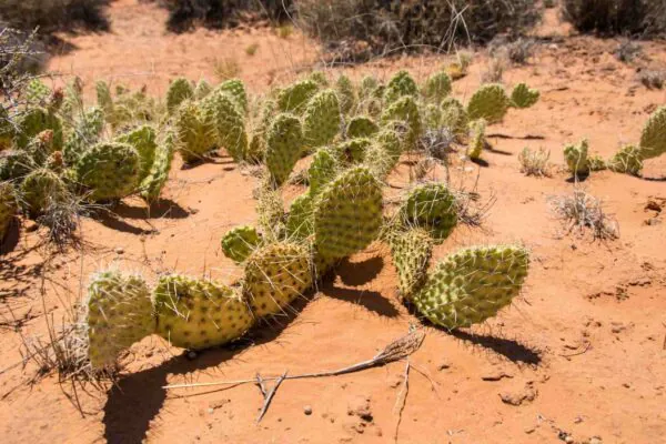 Cientistas descobriram que flores impulsionam evolução acelerada dos cactos nos desertos. (Imagem: Getty Images via Canva)