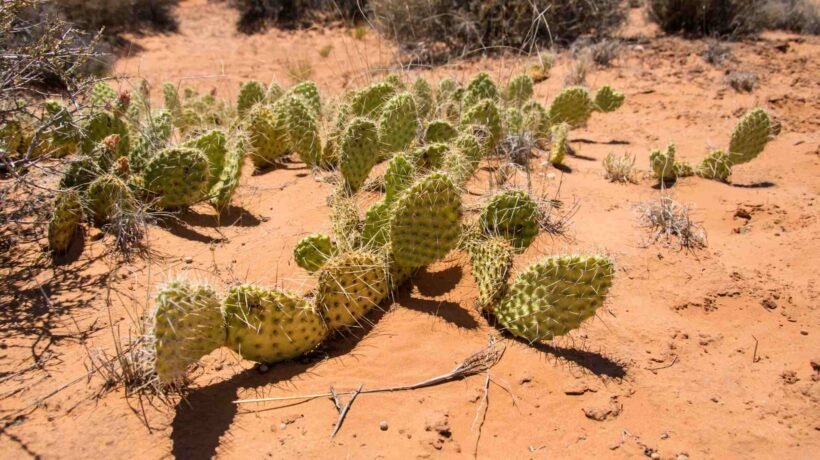 Cientistas descobriram que flores impulsionam evolução acelerada dos cactos nos desertos. (Imagem: Getty Images via Canva)