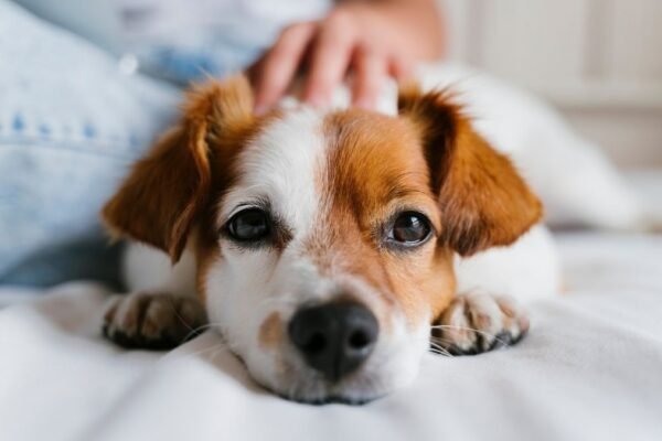 Estresse do tutor pode afetar o comportamento do cão. (Foto: Evablancophotos via Canva)