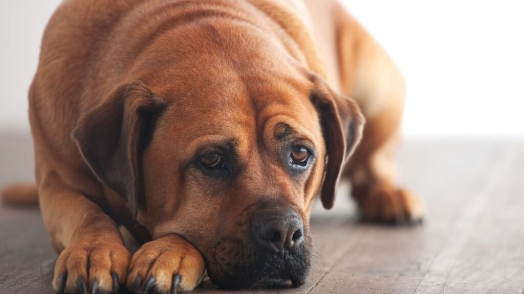Cães mostram sinais de estresse ligados ao tutor. (Foto: Getty Images via Canva)