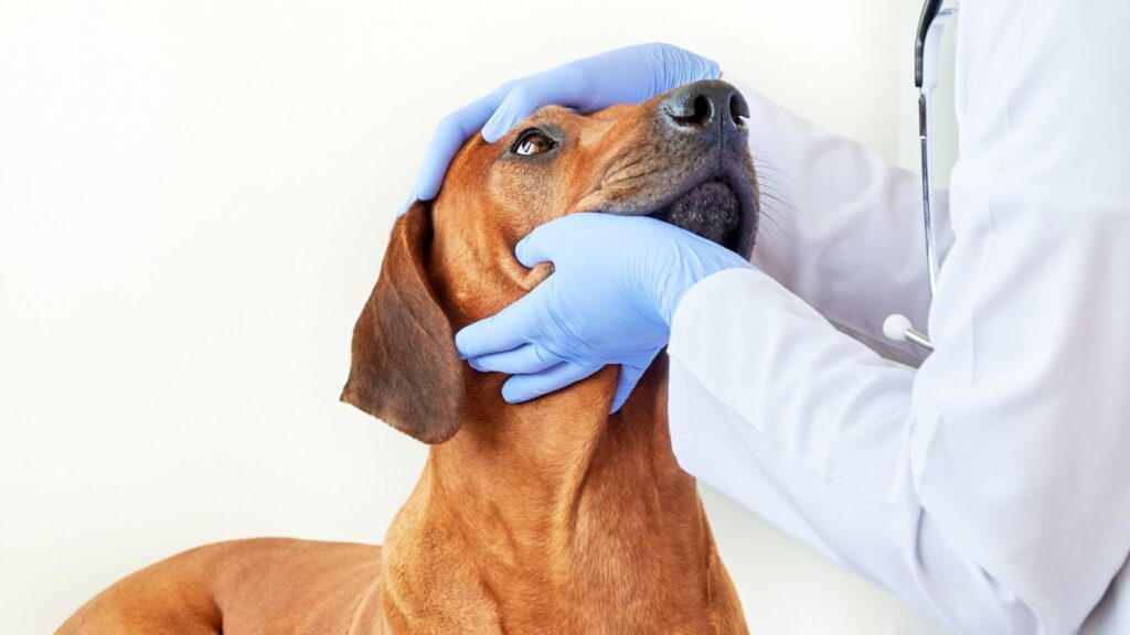 Interação com cães reduz estresse no trabalho. (Foto: Getty Images via Canva)