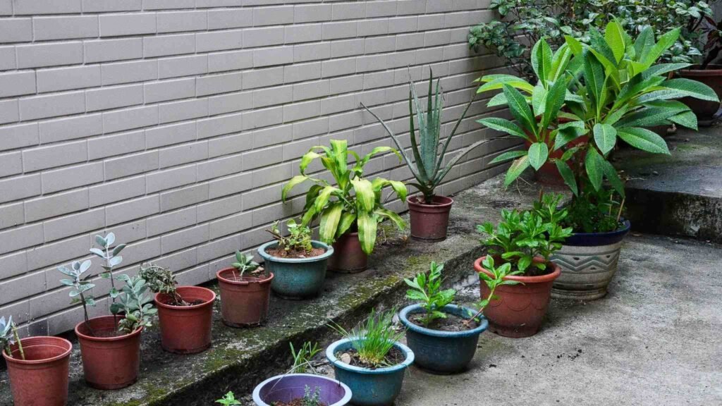 Sem olhos, as plantas usam sensores naturais para interpretar o ambiente ao redor. (Imagem: Getty Images via Canva)
