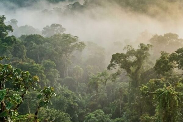 Névoa amazônica ajuda no ciclo natural da floresta...