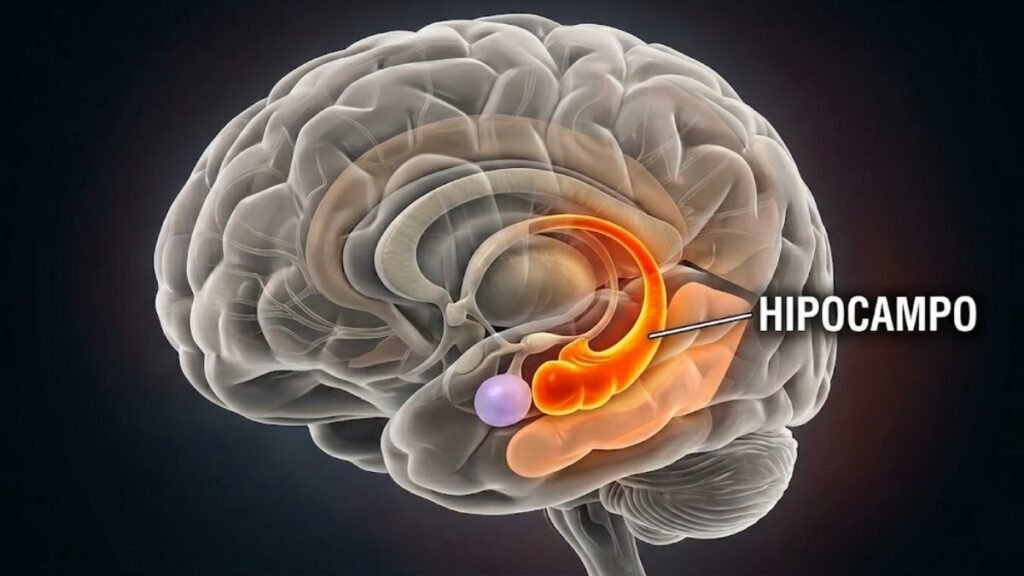 Estudo aponta alterações no hipocampo na depressão. (Foto: Fala Ciência via Gemini)