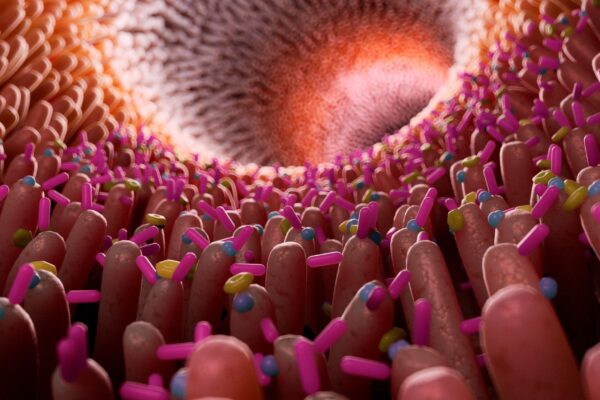 Intestino pode influenciar doenças cardíacas no diabetes. (Foto: Science Photo Library via Canva)