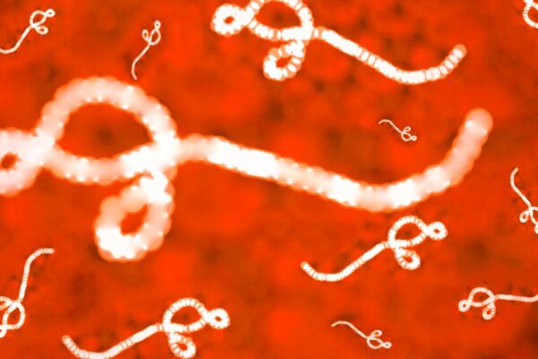 Agente infeccioso responsável por surtos na África. (Foto: Getty Images via Canva)