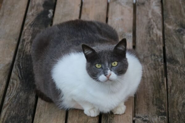 Pesquisa revela impactos da obesidade felina. (Foto: Getty Images via Canva)